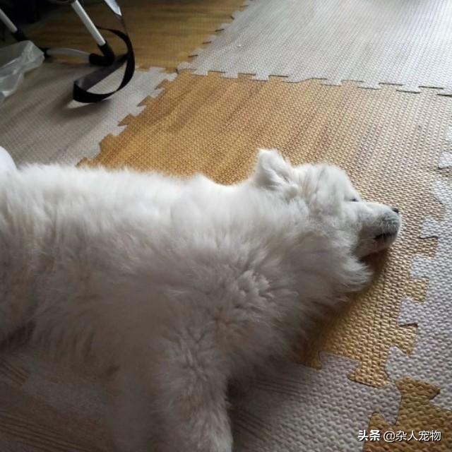 狗狗得犬瘟有哪些症状，狗瘟的症状