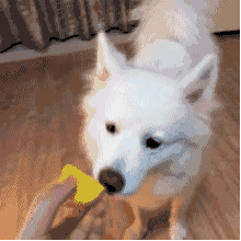 狗能吃牛油果吗，4种狗狗不能随便吃的水果