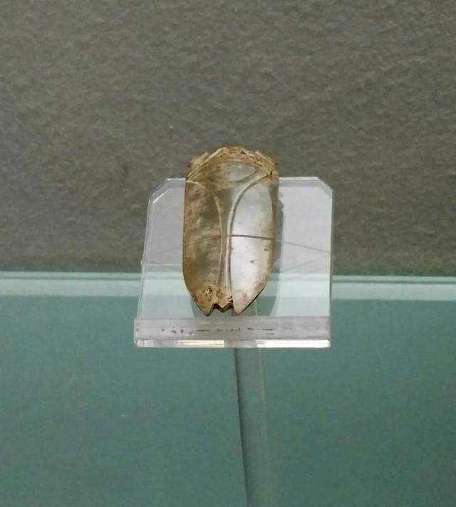 蝉一共有几种种类，青岛当地叫“截流”。主要有三种