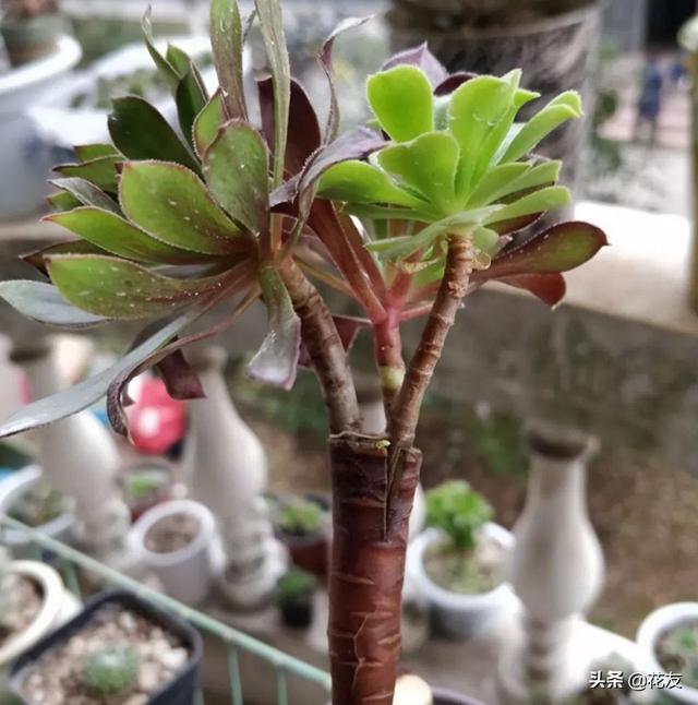 多肉植物怎么用叶片繁殖，多肉植物繁殖四法