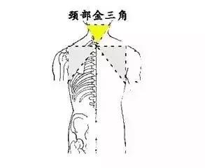 脏器排毒时间表，人体六大器官排毒时间表（器官真的会按照时间表排毒吗）