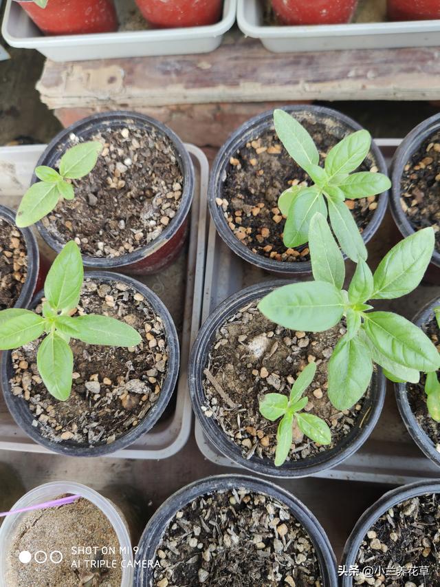 向日葵泰迪熊种子，夏天收获一片花海