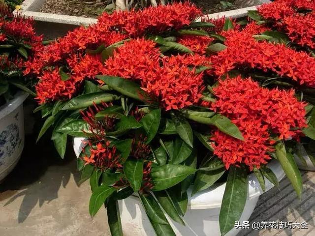 四季开花的花卉，十种四季开花的花卉有哪些（俏丽多姿的花卉）