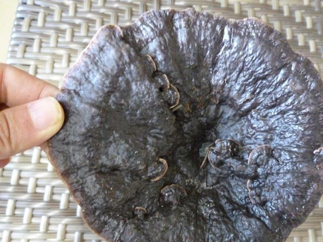 灵芝的种植技术和养殖方法，如何种盆栽灵芝