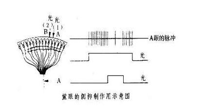 地球上唯一的蓝血生物，男孩交给警察1只4眼蓝血小怪物