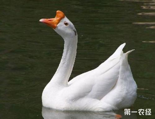 虽字圣教序写法，集王圣教序字形结构例举