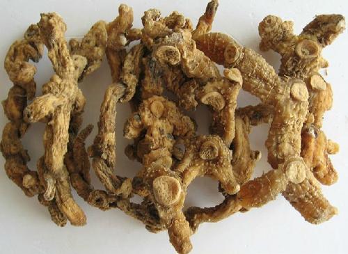 山姜和野生姜有什么区别，农村有一种姜叫