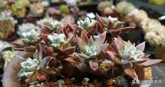 多肉仙女杯状态，从白菊开始的仙女杯