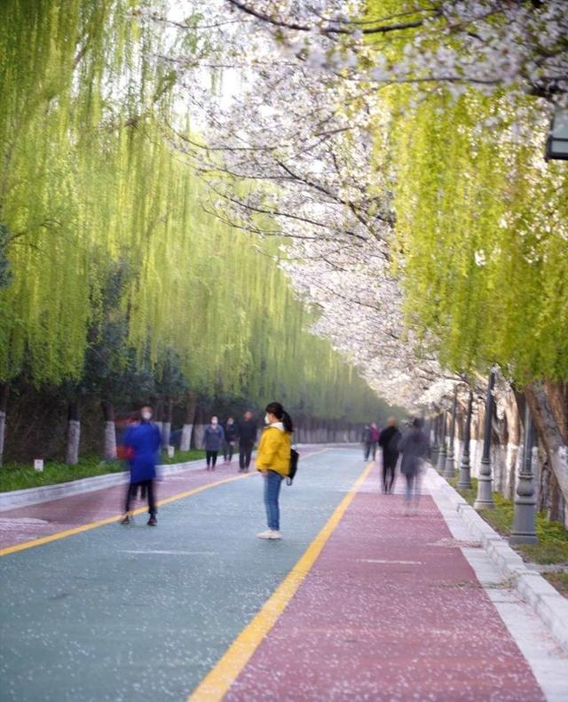 洛阳樱花道旅游攻略，樱花大道游人流连忘返