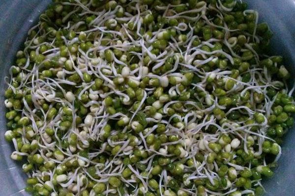 黄豆芽的做法大全，自己在家也可以生豆芽了（豆芽的做法大全黄豆芽）