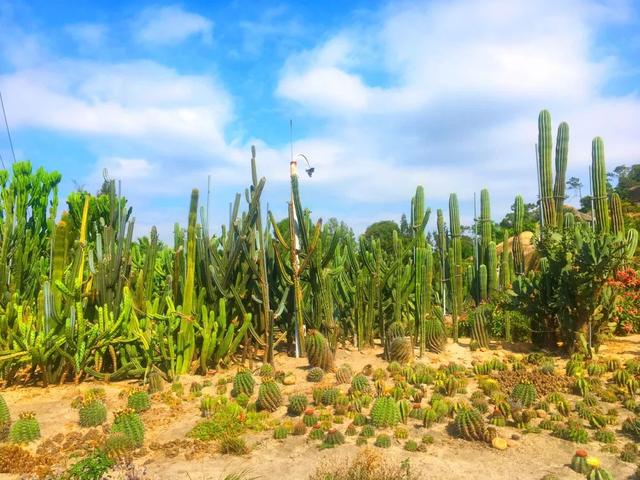 厦门网红打卡地不凡之地，厦门这些网红地