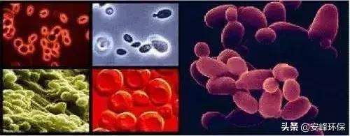 厌氧生物处理条件，化能光能异养