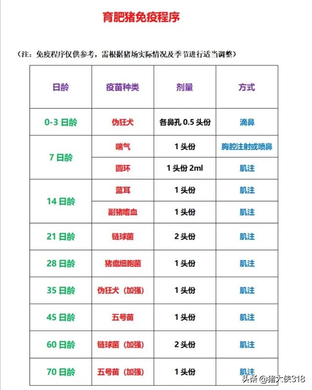 最新猪疫苗时间表，猪疫苗免疫时间大全