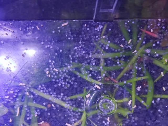 斑马鱼如何繁殖，斑马鱼怎样繁育在几月份