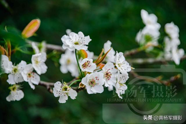 春天百花盛开图片，春天百花盛开带你见证春花之美（寻找最美春天）