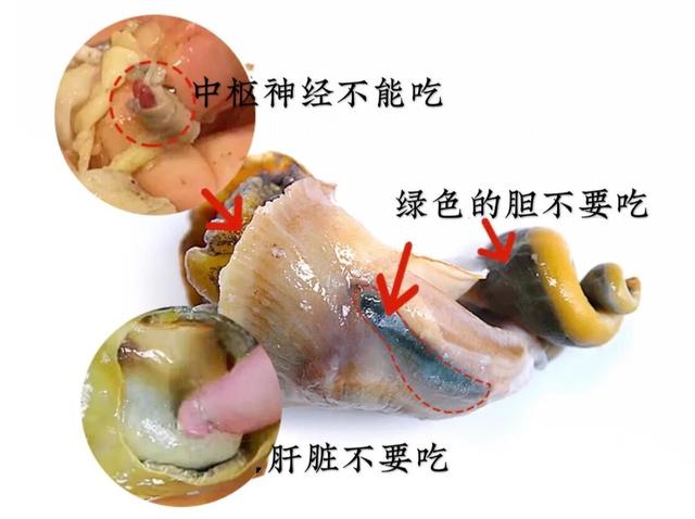 海螺爱吃什么食物，海螺高钙高蛋白