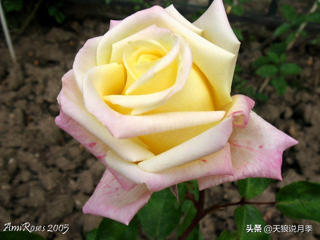 颜值高花期长的月季，七种优秀盆栽月季