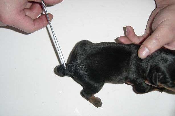 泰迪小狗断尾会怎么样，几分钟后泰迪却死亡