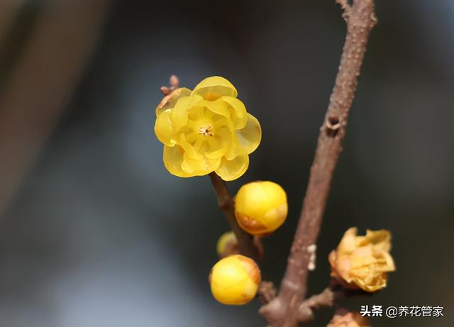 干枝梅与梅花的区别，盘点梅花和蜡梅的五大区别