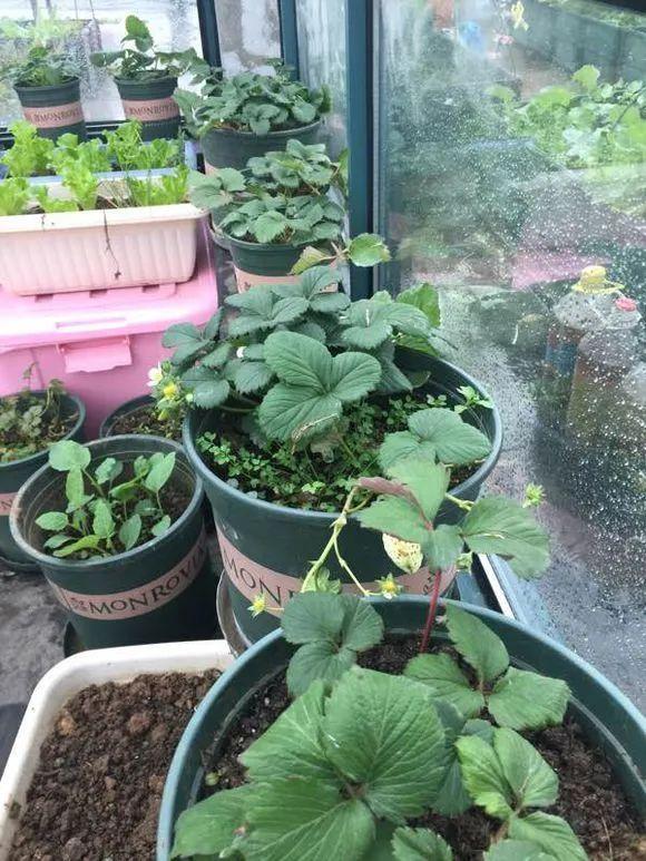 家中草莓怎么叶子会干，草莓喜欢湿润却极易患病