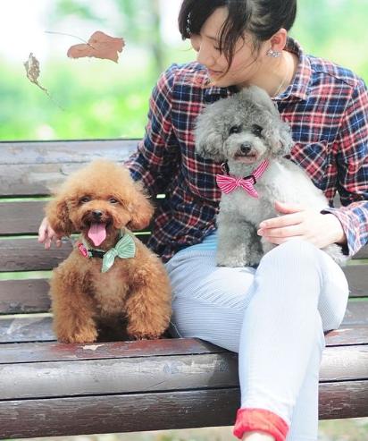 泰迪犬的8大特征，泰迪狗狗的8个特性