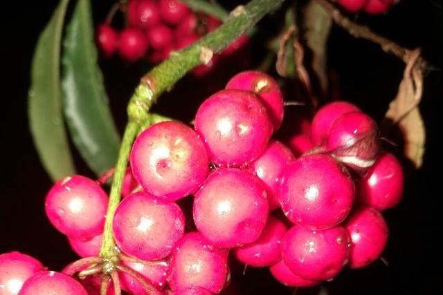 金玉满堂花可以养几年，金玉满堂花怎么养