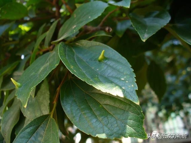 种的植物为什么有刺，浅谈植物的“刺”