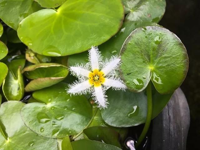 常用盆栽水生植物，“3种”绿植可水培