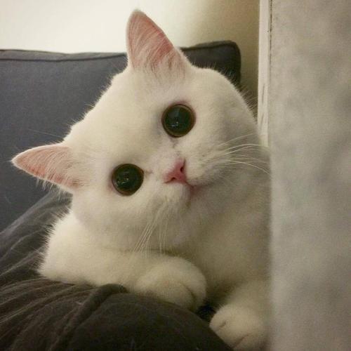 宠物猫猫名字大全可爱，特别的宠物小猫名字大全全网最萌-可爱点