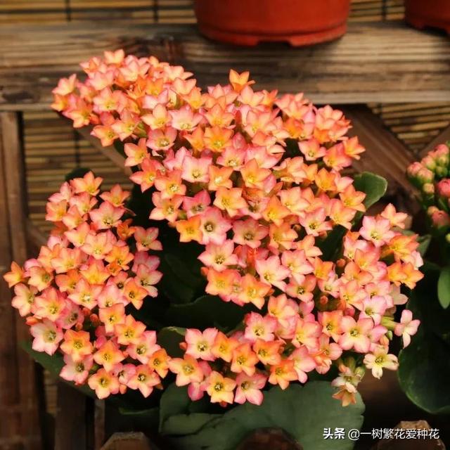 秋天有什么花容易养又好看，这20种花建议选几个