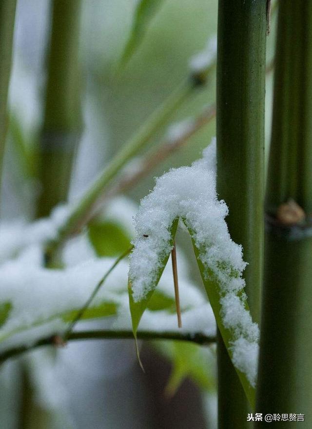 咏竹七绝诗词大全，七绝.竹五首