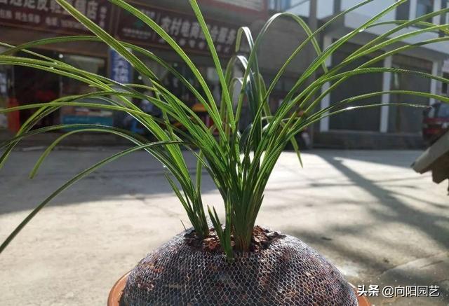 各国的国花是哪些花卉，几个国家的国花，哪个最好看