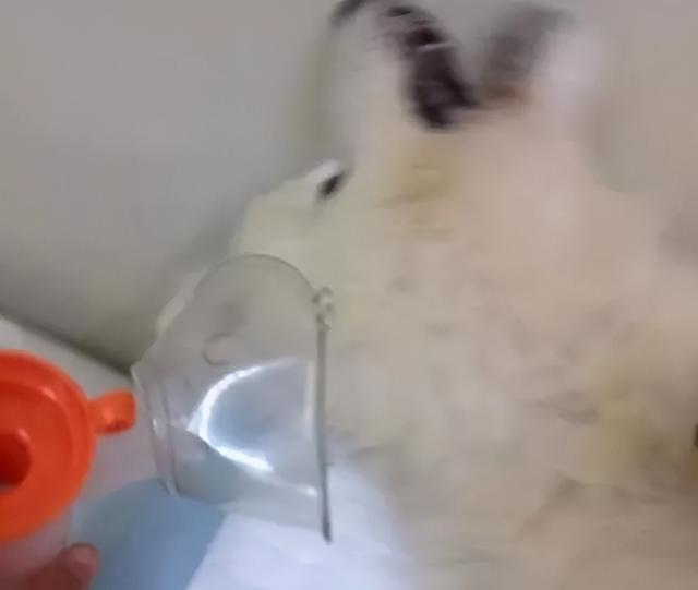 星期狗的特点和习惯，如果狗狗有这些特征