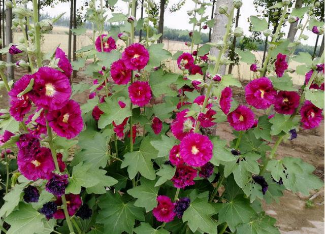 最适合室内养的8种花卉，扔土里能长一大片