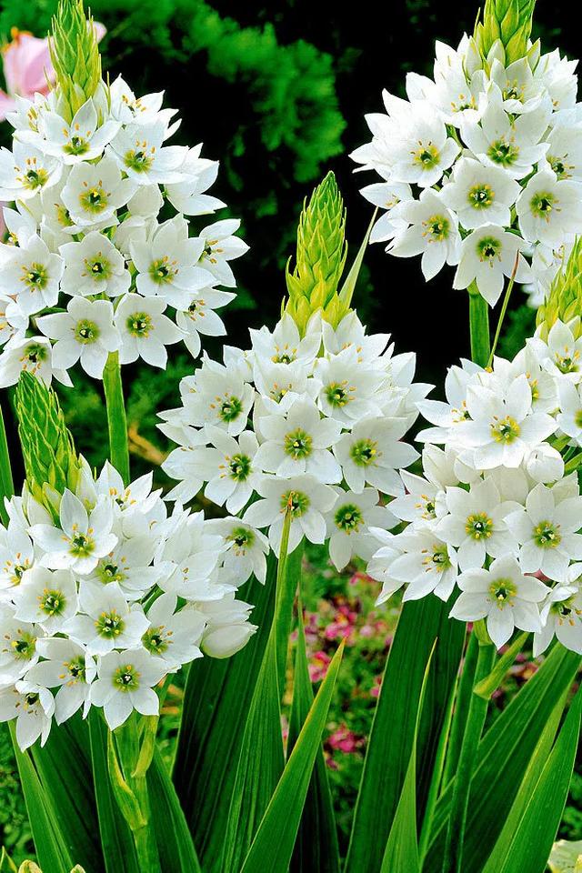 球根植物有几种，海妈园艺课堂干货向