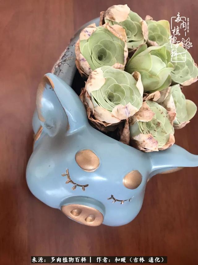 买肉，买肉的正确方法和注意事项