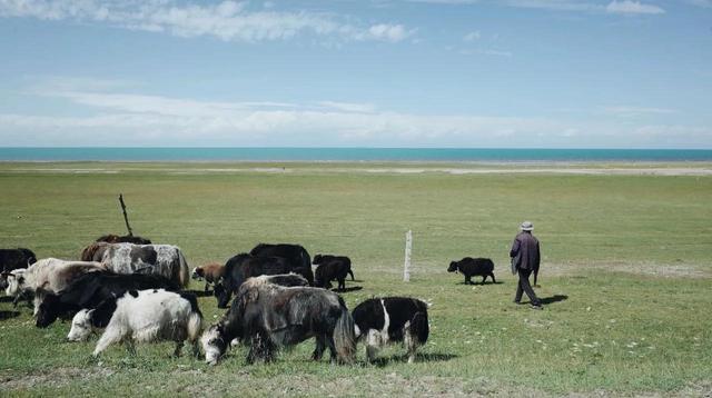 青海湖几月份看油菜花，青海湖旅游的最佳季节来了