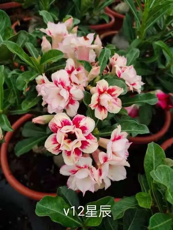 沙漠玫瑰怎么养，沙漠玫瑰的养殖方法多久能开花（真正会养的只需做5点）