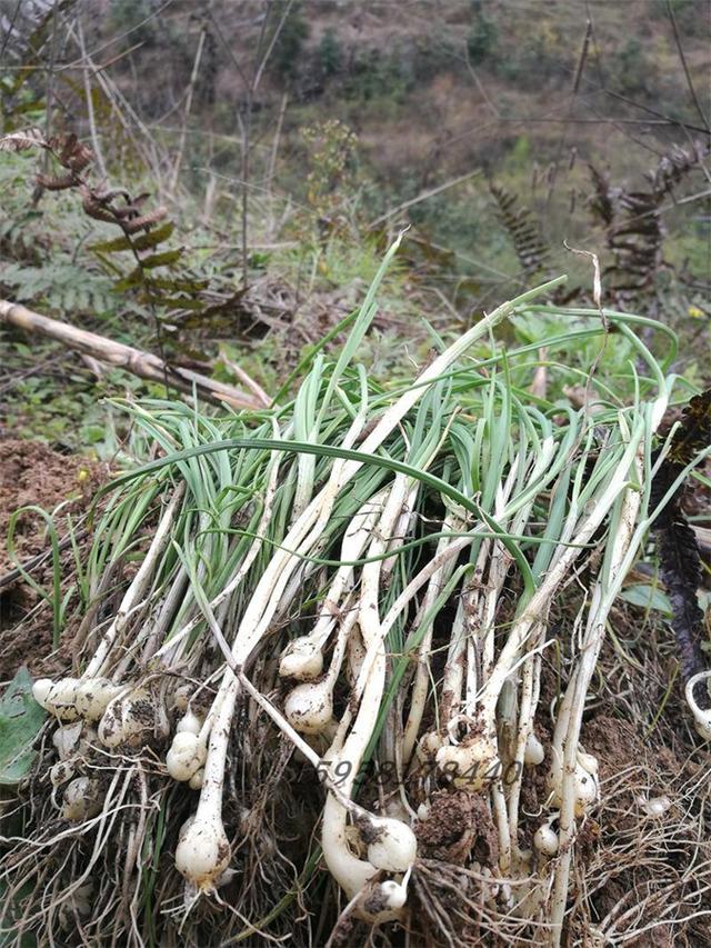 艾菜作用与禁忌，野菜味美可也别盲目食用