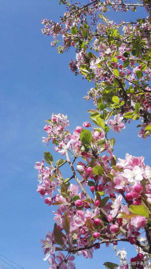 玉堂富贵代表的树种，成忠臣《玉堂富贵图》作品赏析