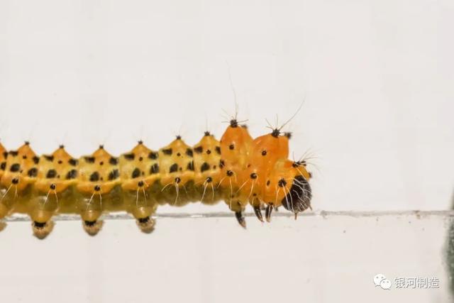 有哪些常见的飞蛾，自然记录蛾生一瞬