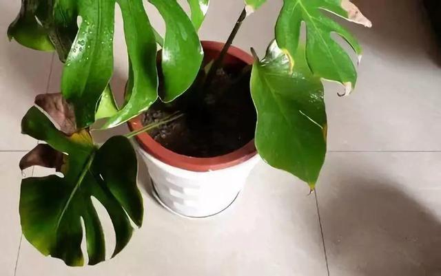 龟背竹的水养方法和注意事项，养龟背竹用对土