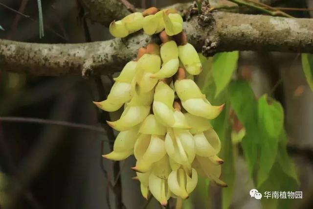 广州禾雀花观赏地，禾雀花美翻三月天