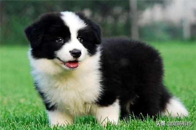 边境牧羊犬智商，边境牧羊犬聪明排名第几（都说边境牧羊犬聪明）
