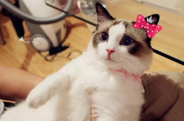 猫叫什么名字好听，猫咪起啥名字好听小白猫