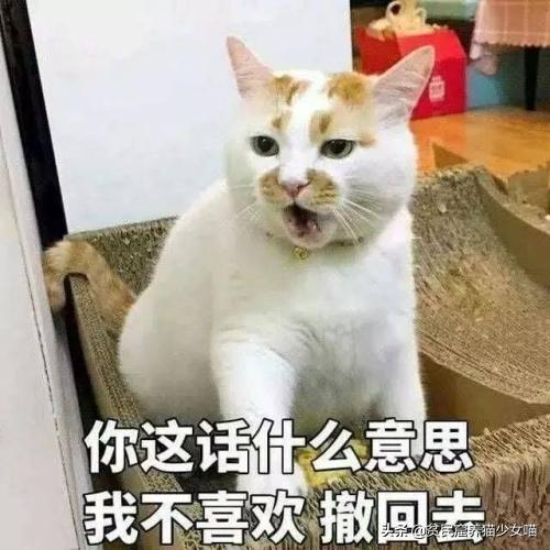 猫咪肛门腺怎么挤，猫咪的肛门腺为什么要挤（这部位可能出现什么问题）