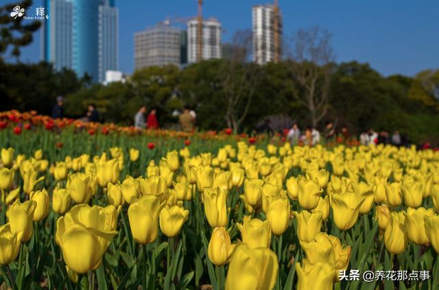 耐冬花怎么养，这些花南方不能养