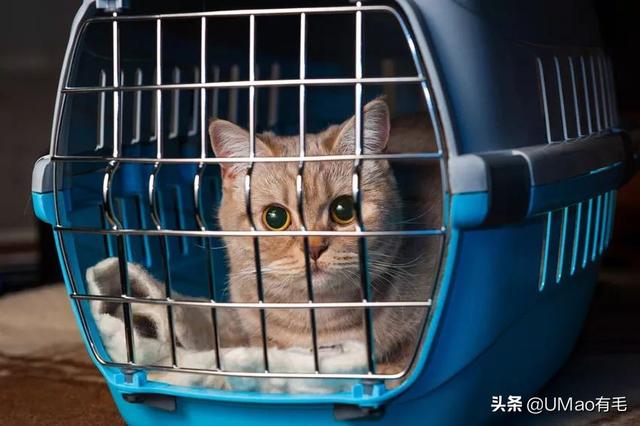 飞机托运猫咪流程，需要办理什么手续