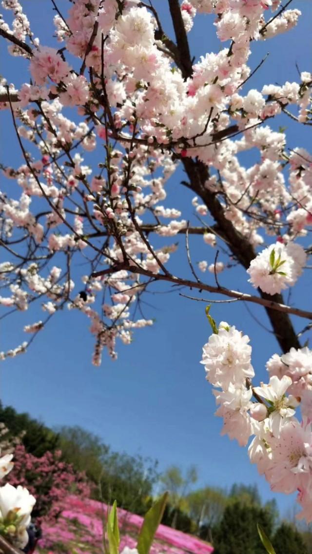 山花烂漫棒槌岛，棒槌山观光