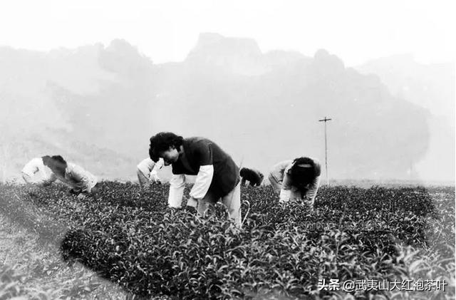 肉桂茶的功效与作用，想要补充阳气、缓解手脚冰凉